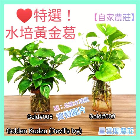 泥種植物|【室內植物風水】有效提升家居及辦公室風水的室內植物及擺放禁忌